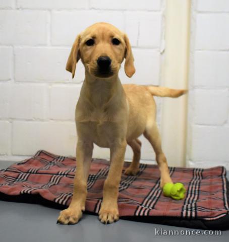 chiot golden-retriever trois mois