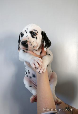 chiot dalmatien trois mois