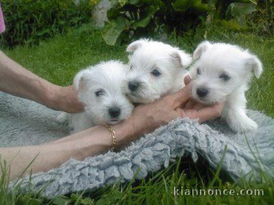 Magnifiques chiots westie lof a donner 