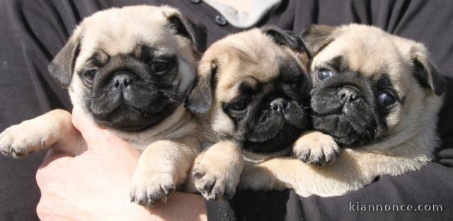 Magnifiques chiots carlin lof a donner 