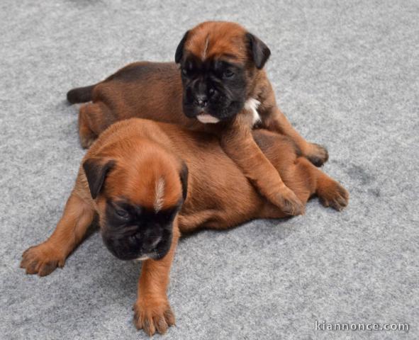 Magnifiques chiots boxer lof a donner 