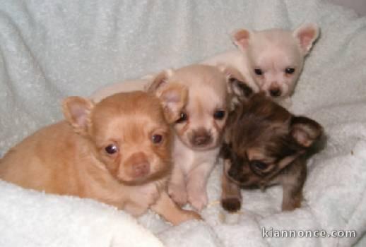 Magnifiques chiots chihuahua lof a donner 