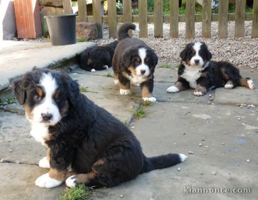 Magnifiques chiots bouvier bernois lof a donner 