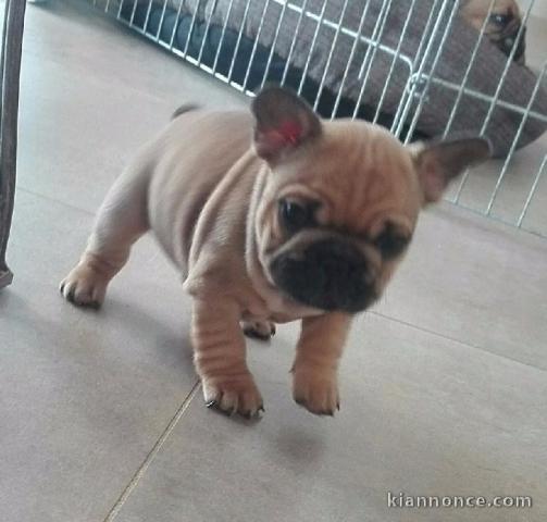 Je donnes chiot bouledogue français femelle