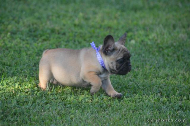 Je donnes chiot bouledogue français femelle