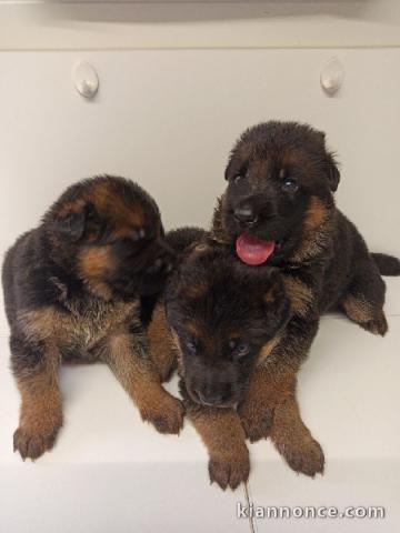 Magnifique Chiots Berger Allemand âgés de 03 Mois