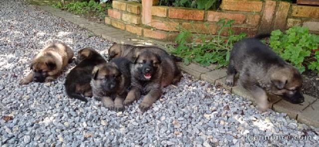 magnifiques Chiots Berger Allemand LOF