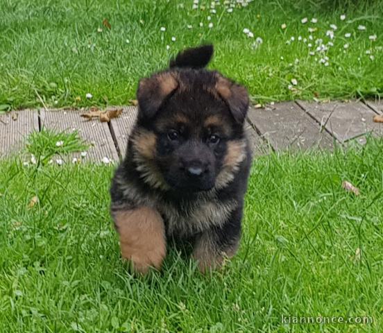 Magnifique Chiots Berger Allemand âgés de 03 Mois