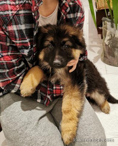 magnifiques Chiots Berger Allemand LOF  mâle et femelles