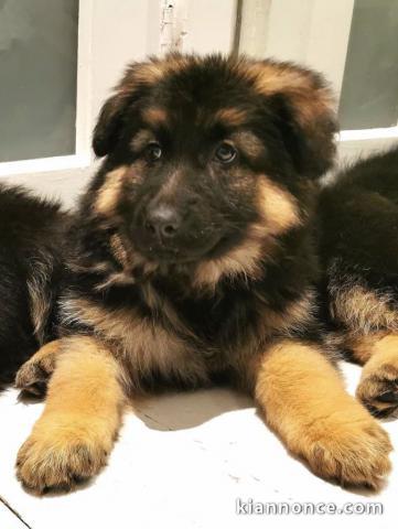 Magnifique Chiots Berger Allemand âgés de 03 Mois