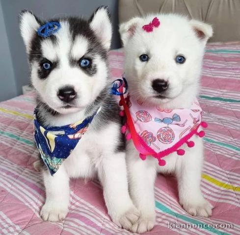 Adorables chiots Husky sibérien (à donner) 