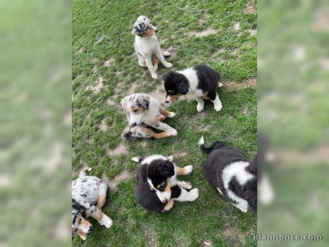 CHIOTS BERGER AUSTRALIEN DISPO DE SUITE