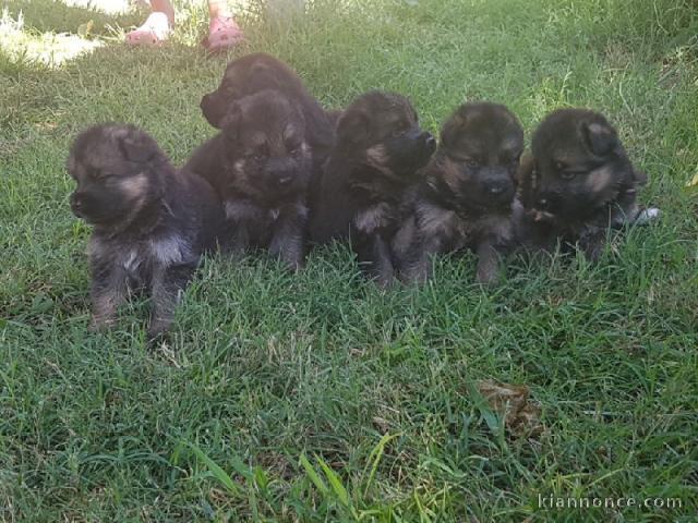 chiots Berger allemand  dispo