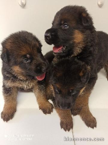 chiots Berger allemand  dispo