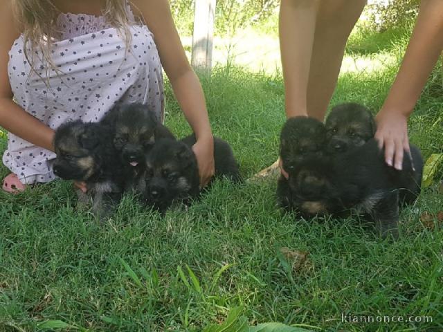 chiots Berger allemand  dispo