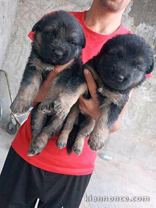 chiots Berger allemand  dispo