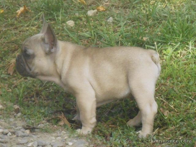 Je donnes chiot bouledogue français femelle