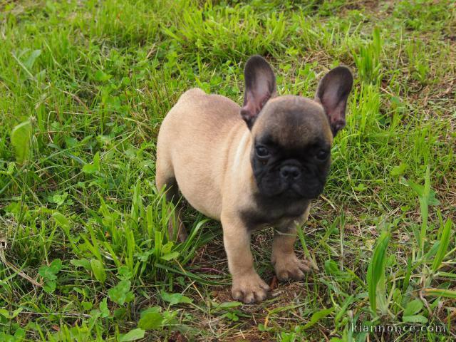 Je donnes chiot bouledogue français femelle