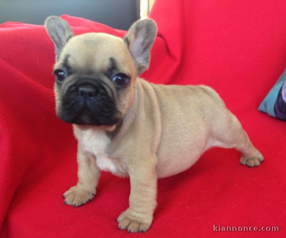 A donner chiot bouledogue français femelle