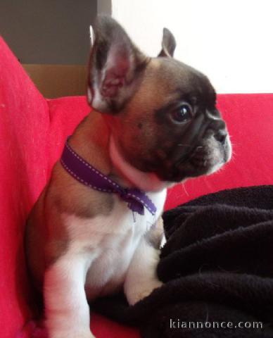 A donner chiot bouledogue français femelle