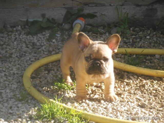 A donner chiot bouledogue français femelle