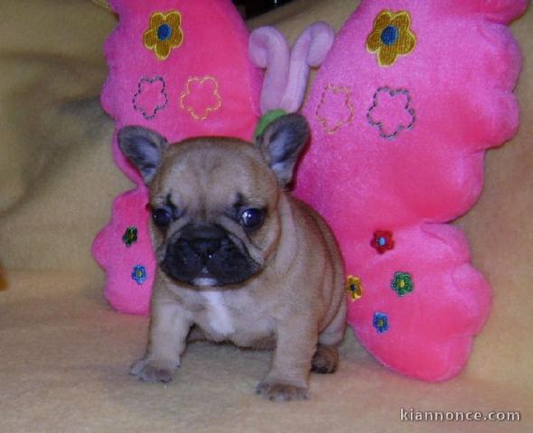 A donner chiot bouledogue français femelle