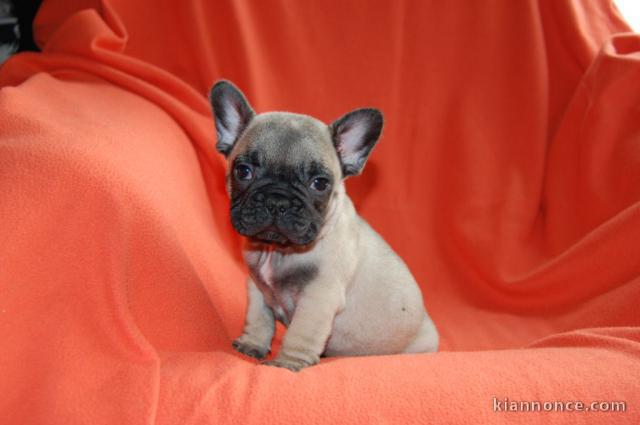 A donner chiot bouledogue français femelle