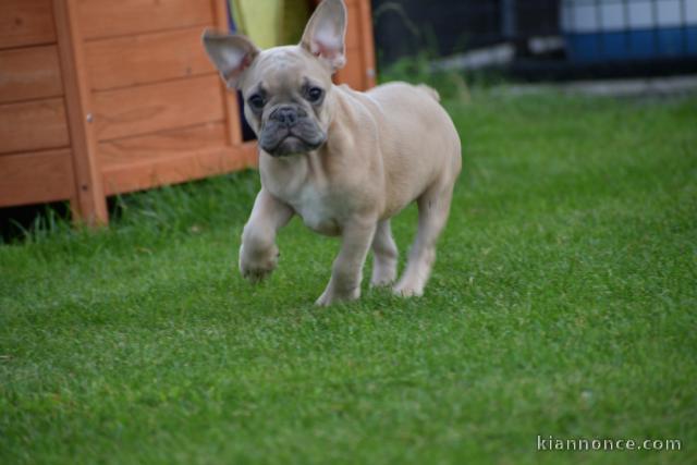 A donner chiot bouledogue français femelle