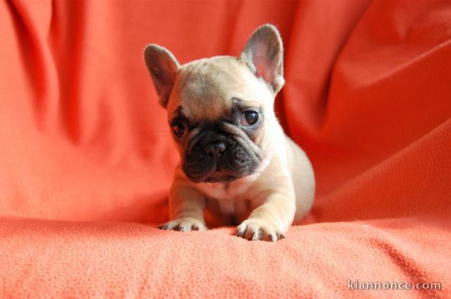 A donner chiot bouledogue français femelle