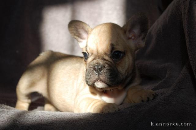 A donner chiot bouledogue français femelle