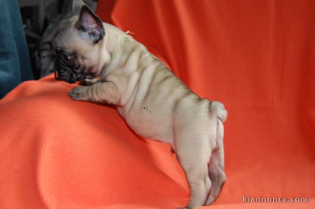 A donner chiot bouledogue français femelle