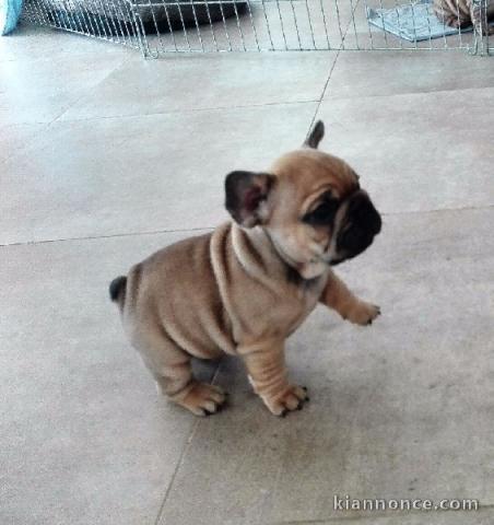 A donner chiot bouledogue français femelle