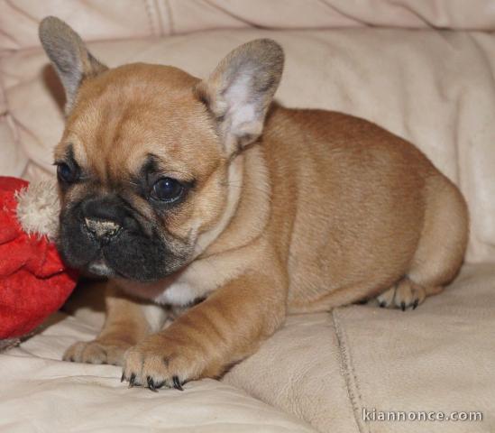 A donner chiot bouledogue français femelle