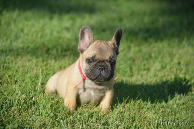 A donner chiot bouledogue français femelle