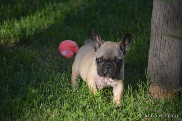 À donner chiot bouledogue français rouge fauve