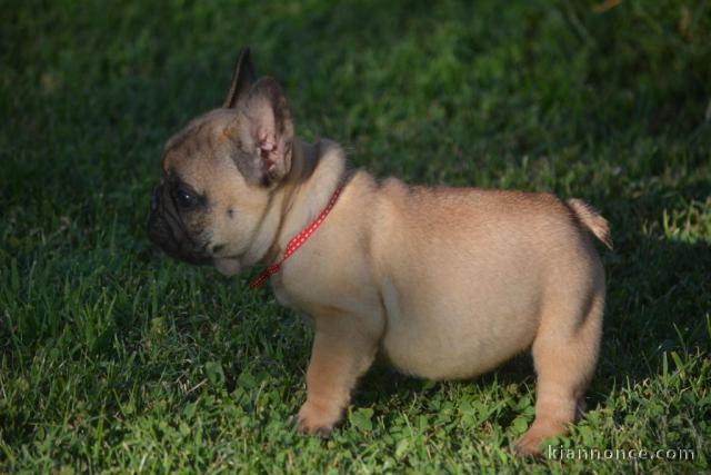 À donner chiot bouledogue français rouge fauve