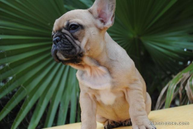 À donner chiot bouledogue français rouge fauve