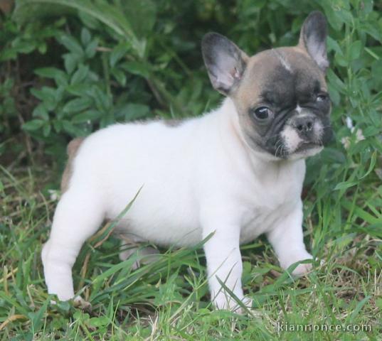 A donner chiot bouledogue français femelle