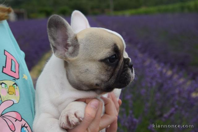 A donner chiot bouledogue français femelle