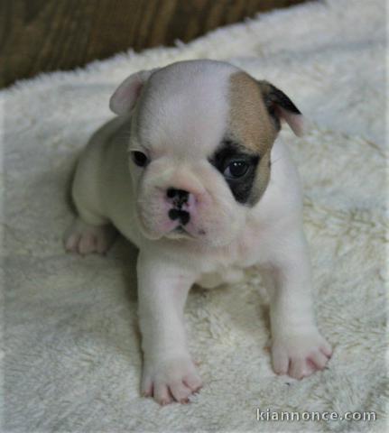 A donner chiot bouledogue français femelle