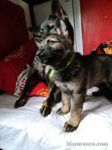 magnifiques Chiots Berger Allemand LOF 1 mâle et femelles