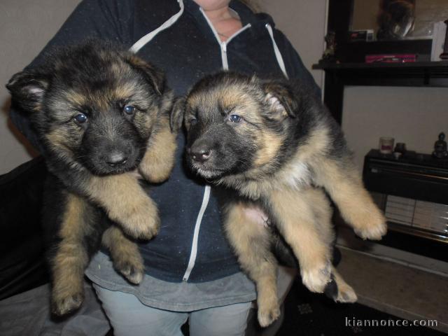 magnifiques Chiots Berger Allemand LOF 1 mâle et femelles