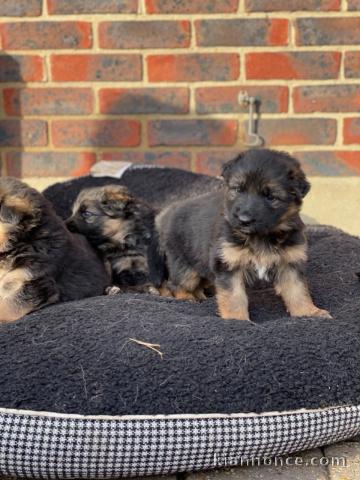 magnifiques Chiots Berger Allemand LOF 1 mâle et femelles