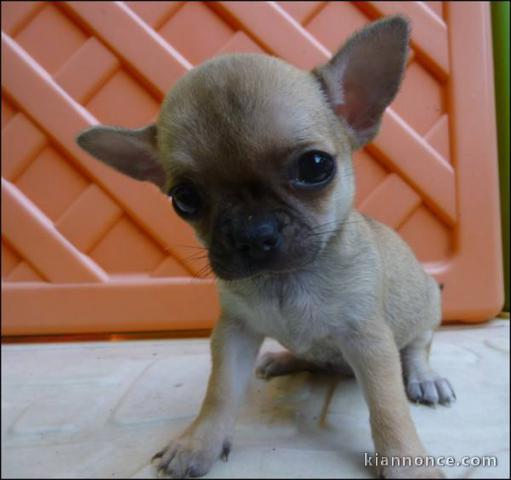 Adorable Chiot type chihuahua