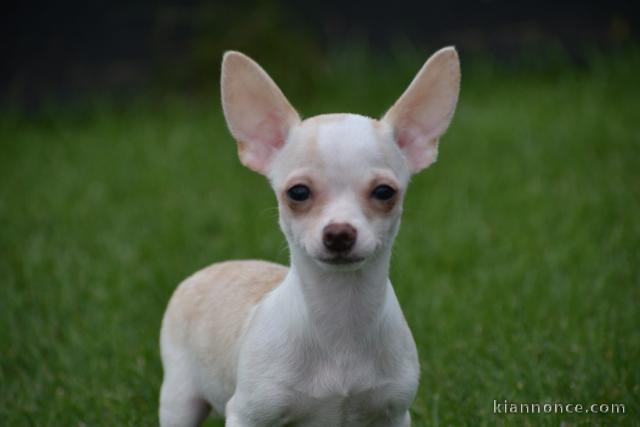 A donné chiot chihuahua beige/blanc femelle