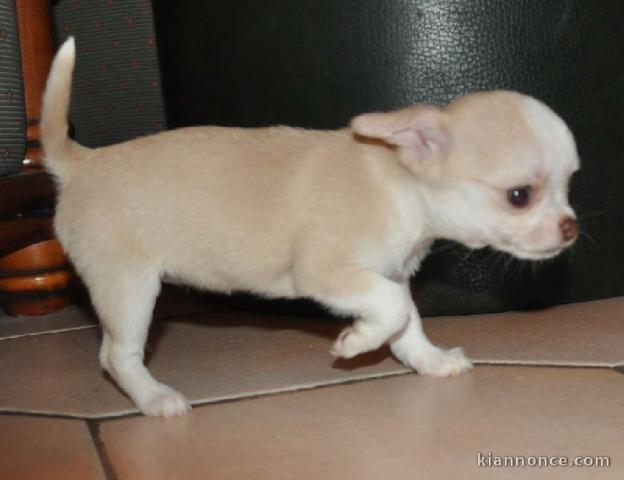 A donné chiot chihuahua beige/blanc femelle