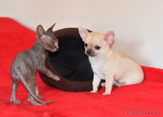 Donne Sublime mini mâle et femelle chihuahua LOF 3 mois