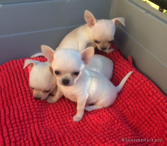 Donne Sublime mini mâle et femelle chihuahua LOF 3 mois