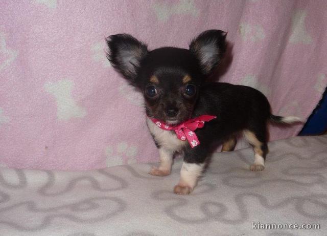 Donner chiot bébés chihuahua femelle