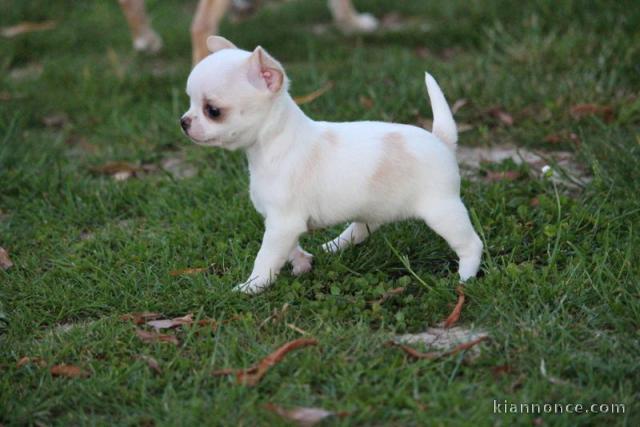 A Donner Chiot Chihuahua très belle femelle inscrit à LOF